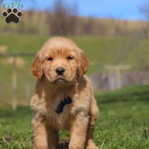 Ryder, Golden Retriever Puppy